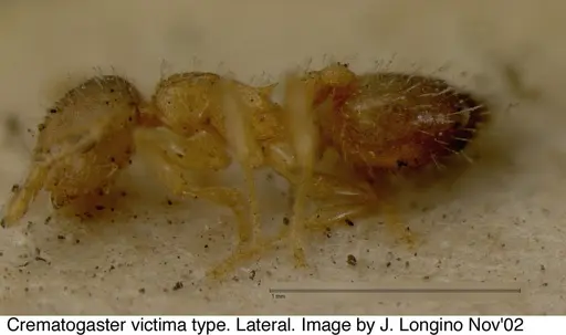 Crematogaster victima specimen JTL328116 image jtl328116_5