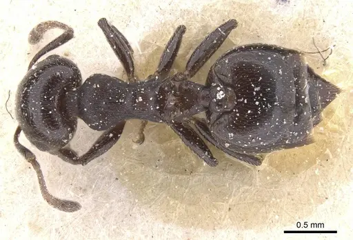 Crematogaster vidua specimen CASENT0912726 image casent0912726_1