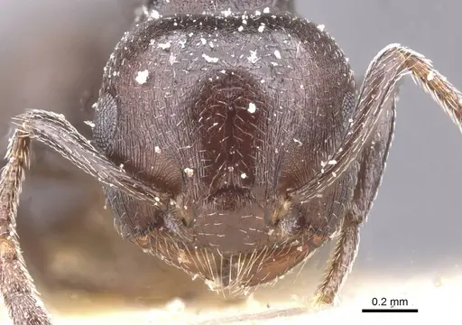 Crematogaster vidua specimen CASENT0912726 image casent0912726_2