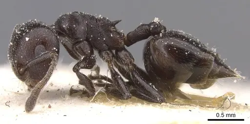 Crematogaster vidua specimen CASENT0912726 image casent0912726_3
