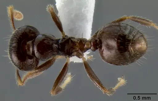 Crematogaster volamena specimen CASENT0012744 image casent0012744_1