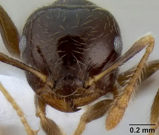 Crematogaster volamena specimen CASENT0012744 image casent0012744_2