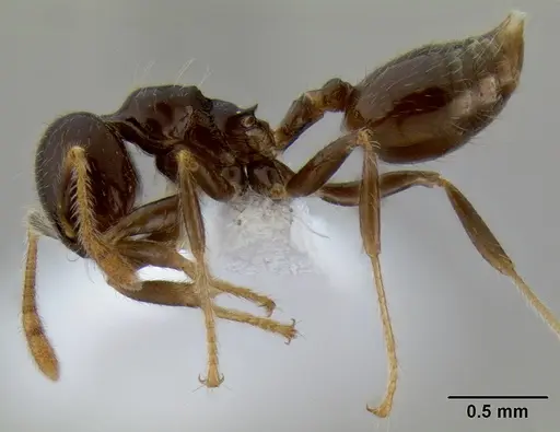 Crematogaster volamena specimen CASENT0012744 image casent0012744_3