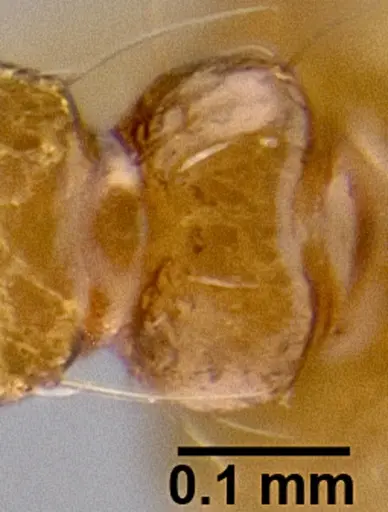 Crematogaster volamena specimen CASENT0077219 image casent0077219_1