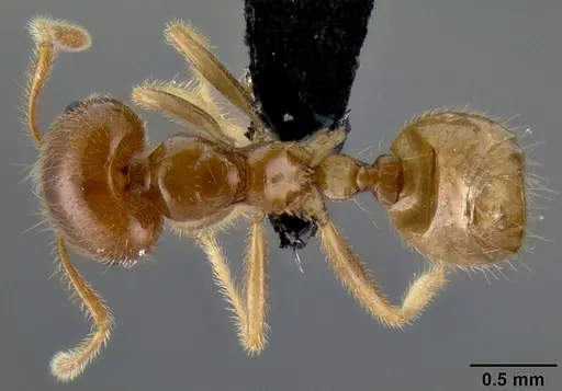 Crematogaster volamena specimen CASENT0122851 image casent0122851_1