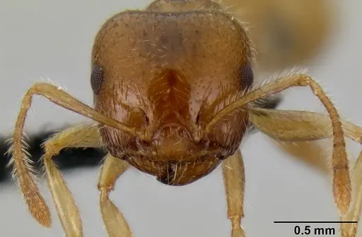 Crematogaster volamena specimen CASENT0122851 image casent0122851_2