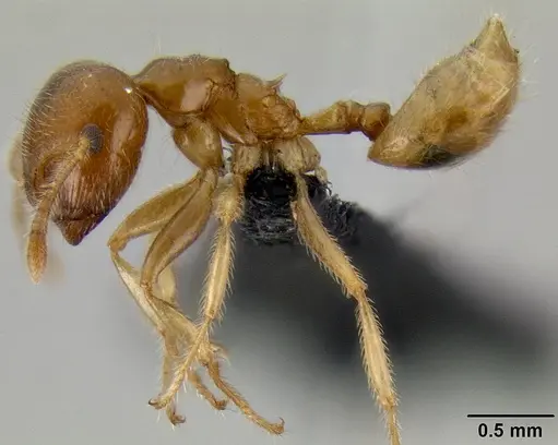 Crematogaster volamena specimen CASENT0122851 image casent0122851_3