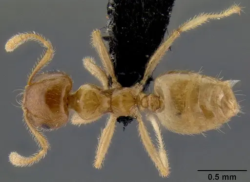 Crematogaster volamena specimen CASENT0125748 image casent0125748_1