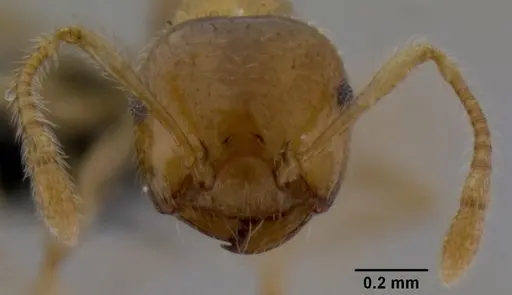 Crematogaster volamena specimen CASENT0125748 image casent0125748_2