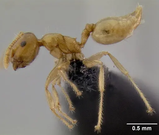 Crematogaster volamena specimen CASENT0125748 image casent0125748_3