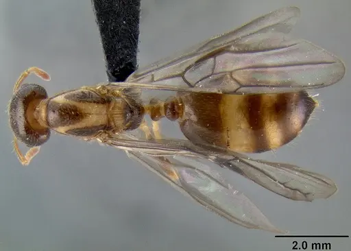 Crematogaster volamena specimen CASENT0161415 image casent0161415_1