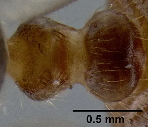Crematogaster volamena specimen CASENT0161415 image casent0161415_2