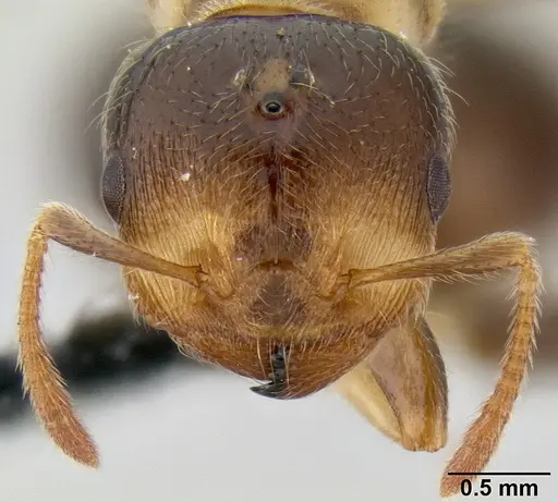 Crematogaster volamena specimen CASENT0161415 image casent0161415_3