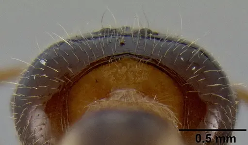 Crematogaster volamena specimen CASENT0161415 image casent0161415_4