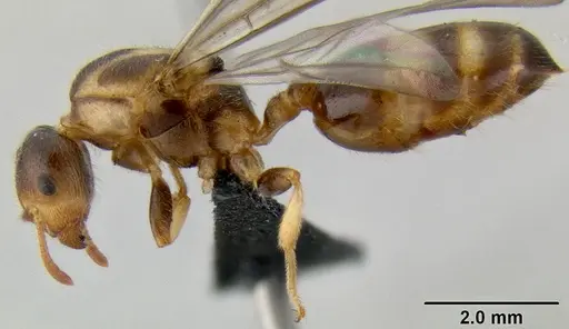 Crematogaster volamena specimen CASENT0161415 image casent0161415_5