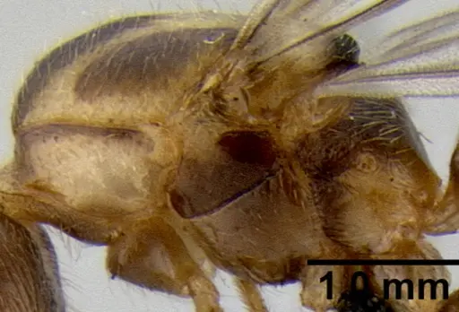 Crematogaster volamena specimen CASENT0161415 image casent0161415_6