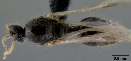Crematogaster volamena specimen CASENT0162852 image casent0162852_1