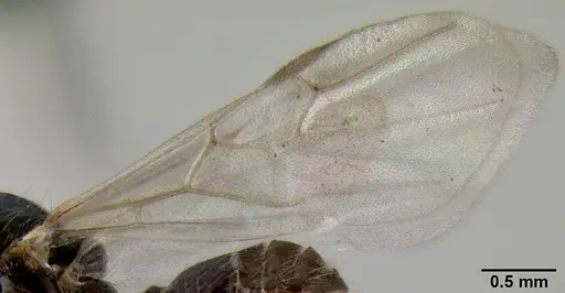 Crematogaster volamena specimen CASENT0162852 image casent0162852_4