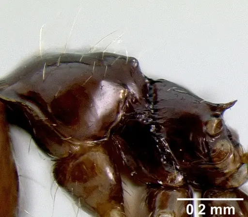 Crematogaster volamena specimen CASENT0494570 image casent0494570_1