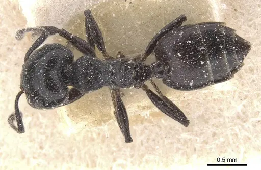 Crematogaster vulcania specimen CASENT0912727 image casent0912727_1