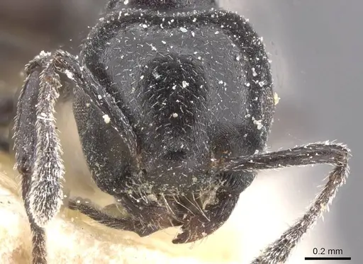 Crematogaster vulcania specimen CASENT0912727 image casent0912727_2