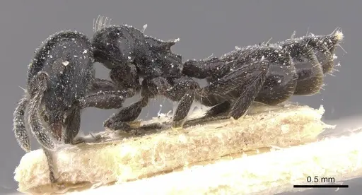 Crematogaster vulcania specimen CASENT0912727 image casent0912727_3