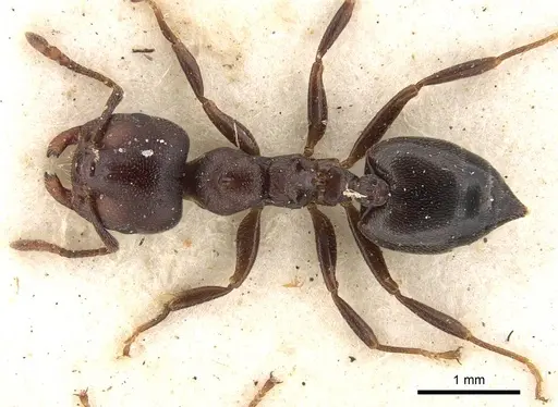 Crematogaster vulcania specimen CASENT0914294 image casent0914294_1