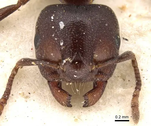 Crematogaster vulcania specimen CASENT0914294 image casent0914294_2