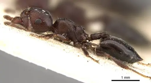 Crematogaster vulcania specimen CASENT0914294 image casent0914294_3