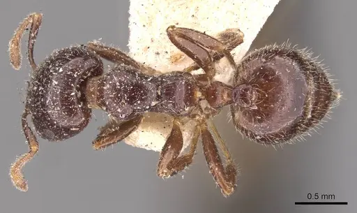 Crematogaster walshi specimen CASENT0908374 image casent0908374_1