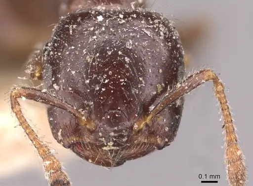 Crematogaster walshi specimen CASENT0908374 image casent0908374_2