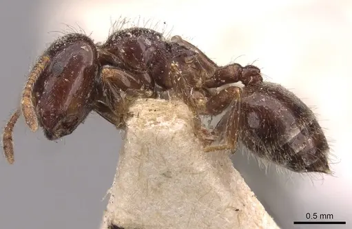 Crematogaster walshi specimen CASENT0908374 image casent0908374_3