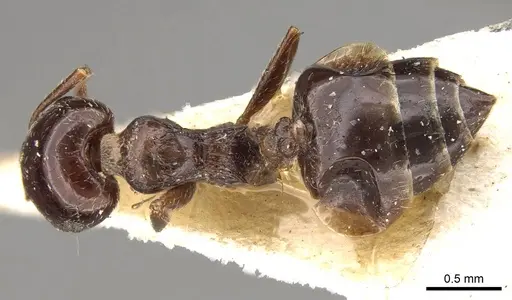 Crematogaster walshi specimen CASENT0914070 image casent0914070_1