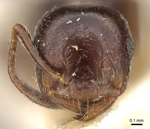 Crematogaster walshi specimen CASENT0914070 image casent0914070_2