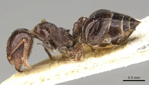 Crematogaster walshi specimen CASENT0914070 image casent0914070_3