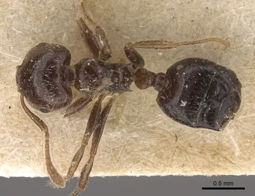 Crematogaster walshi specimen CASENT0917809 image casent0917809_1