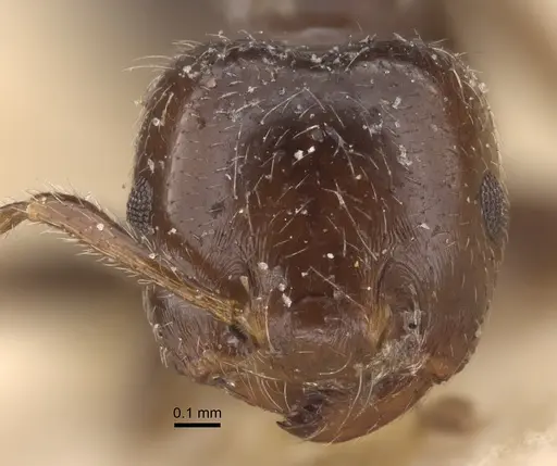 Crematogaster walshi specimen CASENT0917809 image casent0917809_2