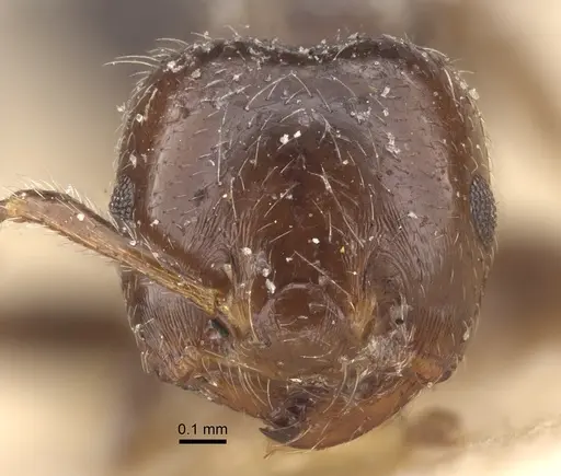 Crematogaster walshi specimen CASENT0917809 image casent0917809_3