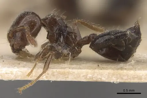 Crematogaster walshi specimen CASENT0917809 image casent0917809_4