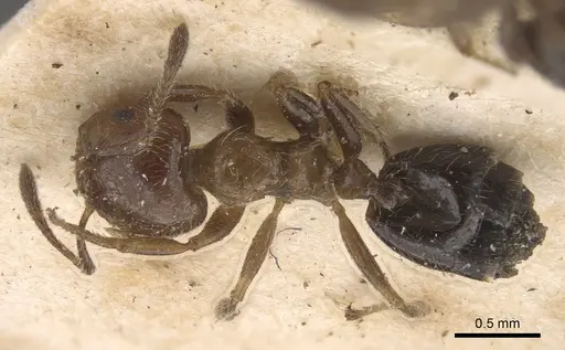 Crematogaster walshi specimen CASENT0917810 image casent0917810_1