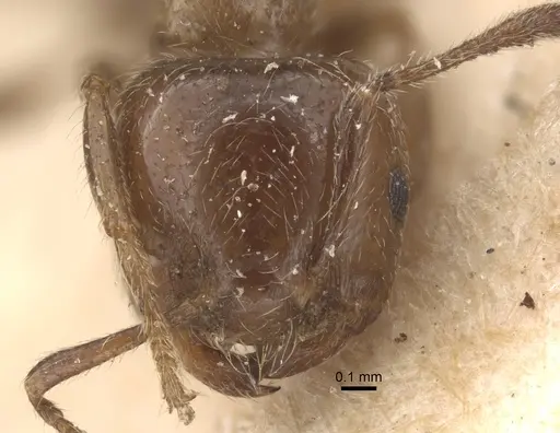 Crematogaster walshi specimen CASENT0917810 image casent0917810_2