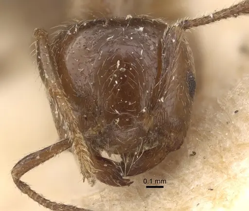 Crematogaster walshi specimen CASENT0917810 image casent0917810_3