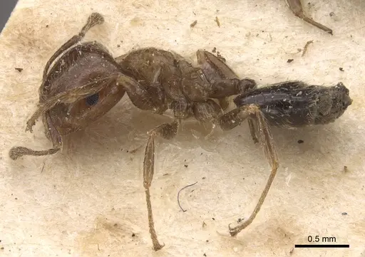 Crematogaster walshi specimen CASENT0917810 image casent0917810_4