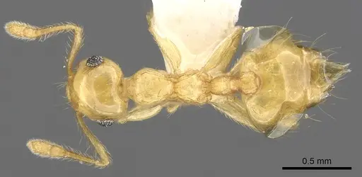 Crematogaster wardi specimen INBIOCRI001238527 image inbiocri001238527_1