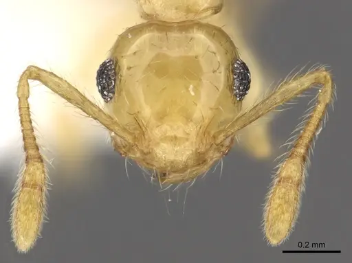 Crematogaster wardi specimen INBIOCRI001238527 image inbiocri001238527_2