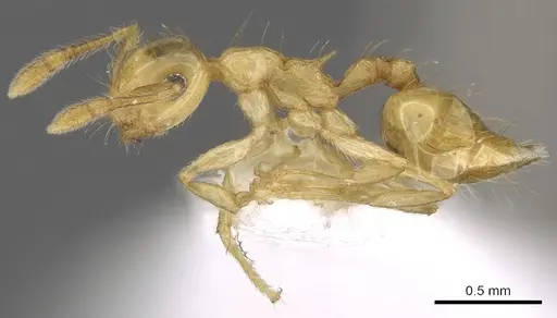 Crematogaster wardi specimen INBIOCRI001238527 image inbiocri001238527_3