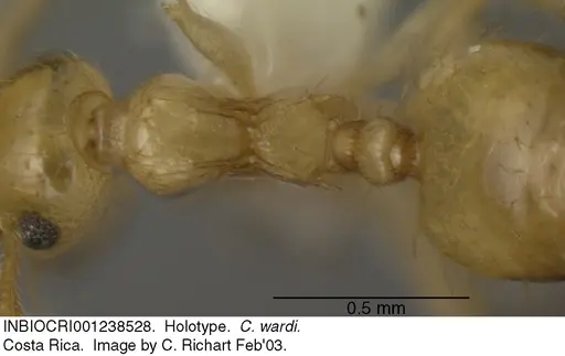 Crematogaster wardi specimen INBIOCRI001238528 image inbiocri001238528_1