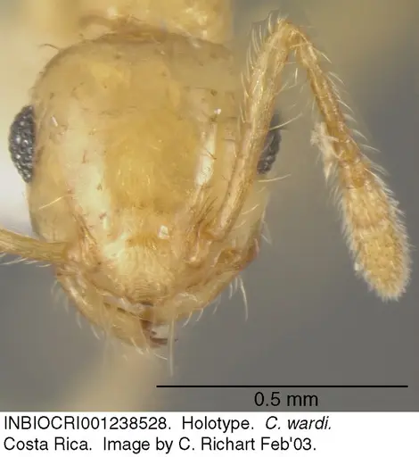 Crematogaster wardi specimen INBIOCRI001238528 image inbiocri001238528_2