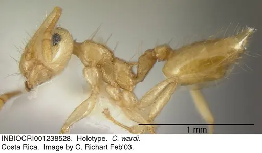 Crematogaster wardi specimen INBIOCRI001238528 image inbiocri001238528_3