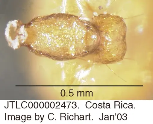 Crematogaster wardi specimen JTLC000002473 image jtlc000002473_1